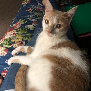 Meet your Posher, Ayah